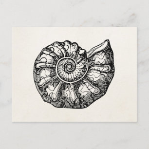 Vintage Ammonite Seashell Fossil Shell Template Postcard