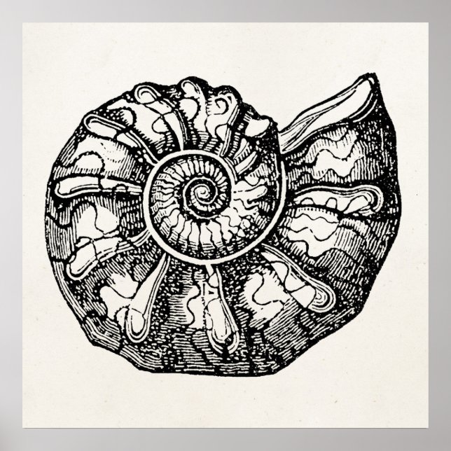 Vintage Ammonite Seashell Fossil Shell Template Poster (Front)