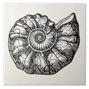 Vintage Ammonite Seashell Fossil Shell Template Tile