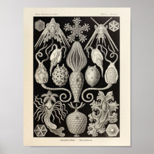 Vintage Amphoridea Ernst Haeckel Art Print