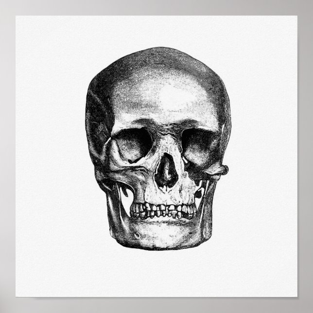 Vintage Anatomical Illustration Poster (Front)