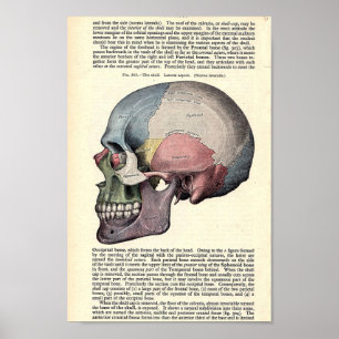 Vintage Anatomical Illustration Poster