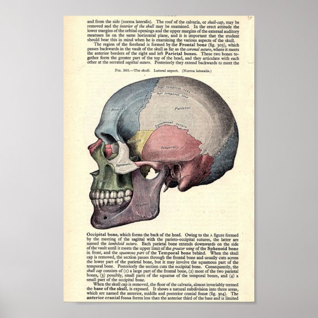 Vintage Anatomical Illustration Poster (Front)