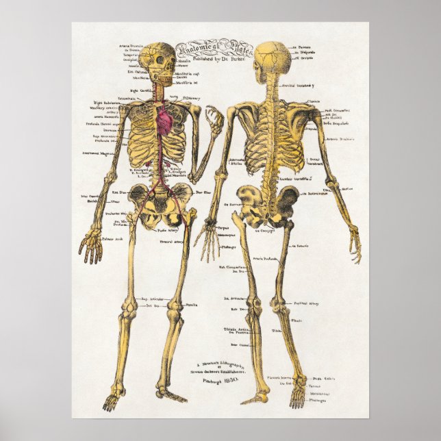 Vintage Anatomical Illustration Poster (Front)