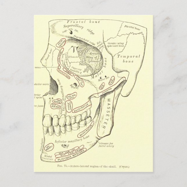 Vintage Anatomy Anterolateral region of the skull Postcard (Front)