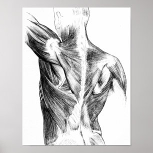 Vintage Anatomy   Back Muscles  (circa 1852)   B/W Poster