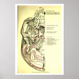 Vintage Anatomy Base of the skull external Poster