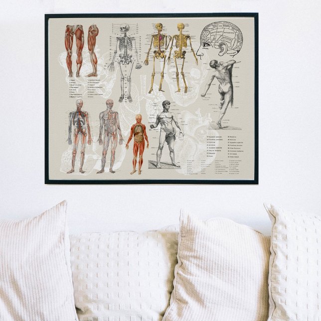Vintage Anatomy Biology Illustrations Poster (Creator Uploaded)