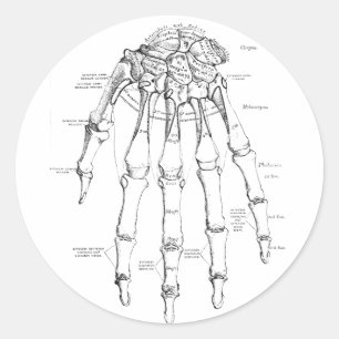 Vintage Anatomy   Bones of the Hand Classic Round Sticker