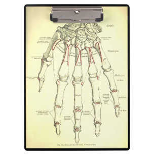 Vintage Anatomy   Bones of the Hand Clipboard