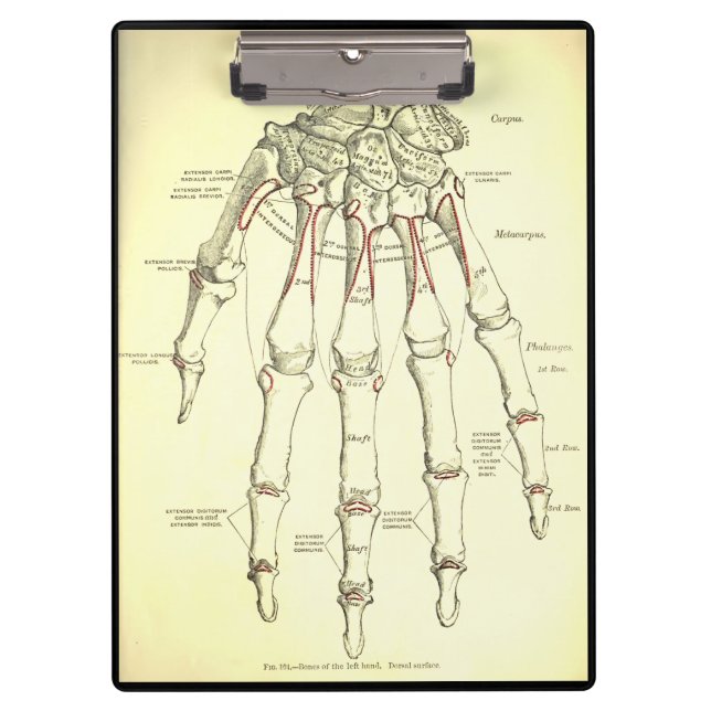 Vintage Anatomy | Bones of the Hand Clipboard (Front)