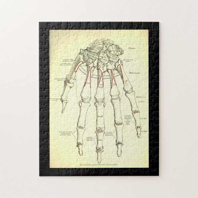 Vintage Anatomy | Bones of the Hand Jigsaw Puzzle (Vertical)