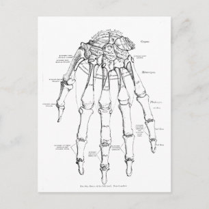 Vintage Anatomy   Bones of the Hand Postcard