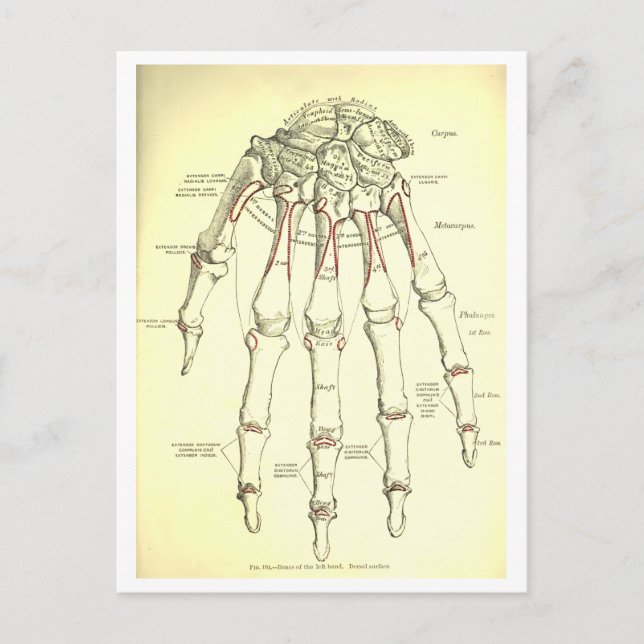 Vintage Anatomy | Bones of the Hand Postcard (Front)
