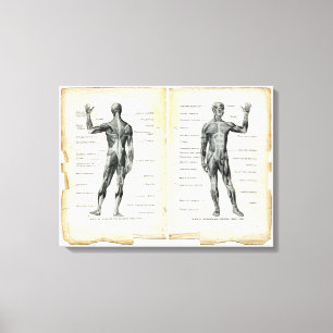 Vintage Anatomy Book Pages Canvas Print