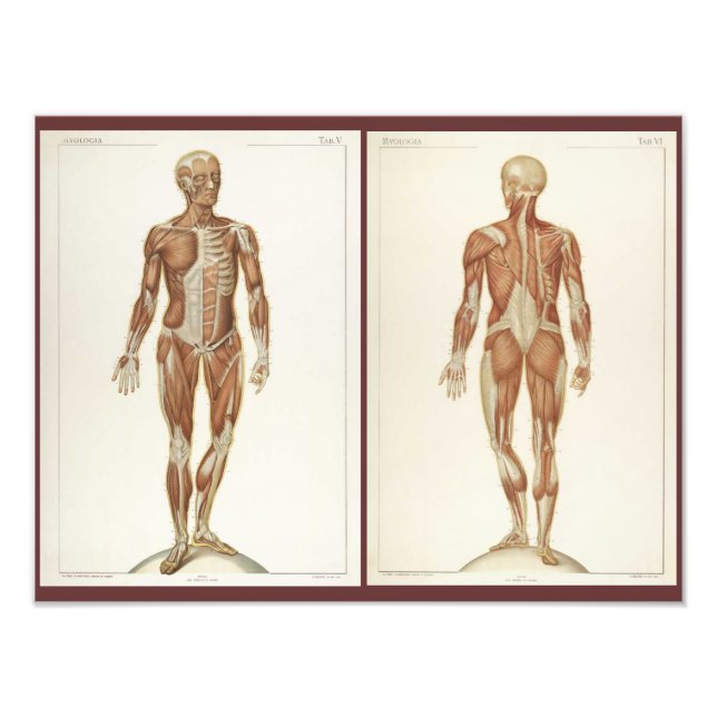 Vintage Anatomy Book Pages Photo Print (Front)