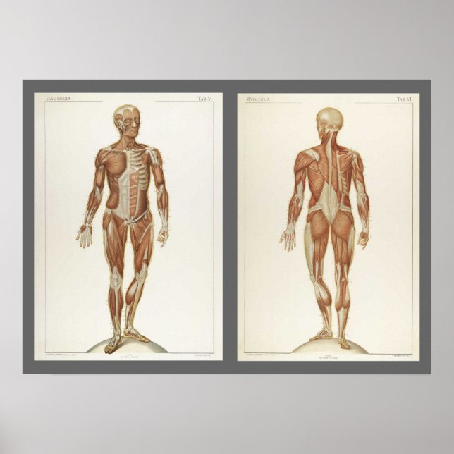 Vintage Anatomy Book Pages Poster (Front)