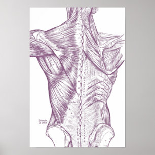 Vintage Anatomy Drawing Back Muscles Purple Poster