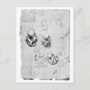 Vintage anatomy drawing of a fetus postcard