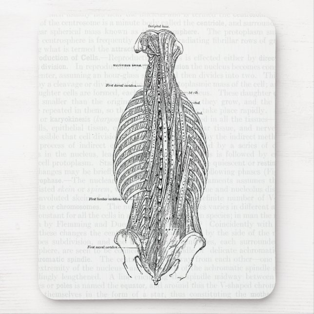 Vintage Anatomy Drawing The Back Mouse Pad (Front)