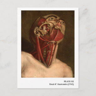 Vintage Anatomy Head and Neck Postcard