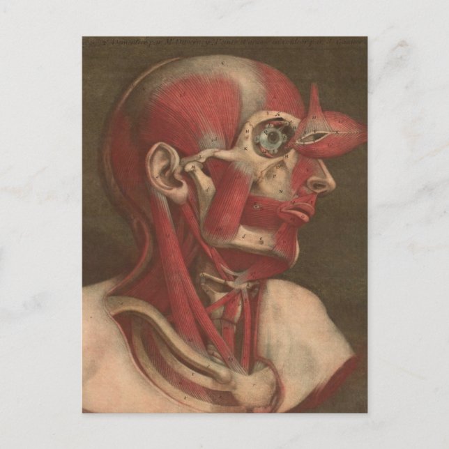 Vintage Anatomy | Head, Neck, and Shoulders Postcard (Front)