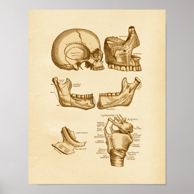 Vintage Anatomy Illustration Bones of Skull Poster (Front)