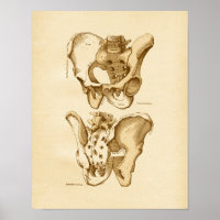 Vintage Anatomy Illustration Pelvic Bones