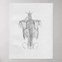 Vintage Anatomy Illustration Spine