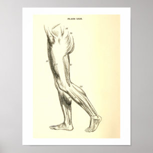 Vintage Anatomy   Leg Muscles II Poster