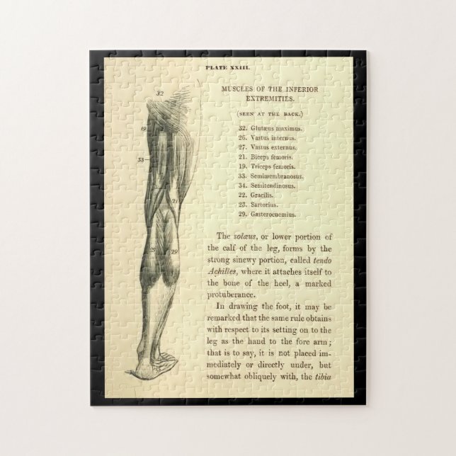 Vintage Anatomy | Leg Muscles Jigsaw Puzzle (Vertical)