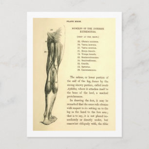 Vintage Anatomy   Leg Muscles Postcard