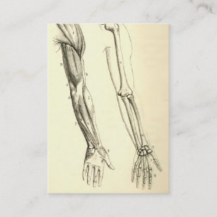 Vintage Anatomy   Muscles and Bones of the Arm Business Card