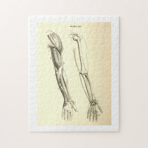 Vintage Anatomy Muscles and Bones of the Arm Jigsaw Puzzle
