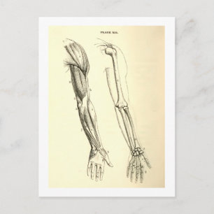 Vintage Anatomy Muscles and Bones of the Arm Postcard