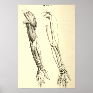 Vintage Anatomy   Muscles and Bones of the Arm Poster