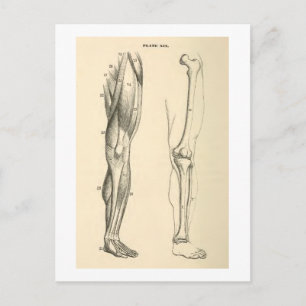 Vintage Anatomy     Muscles and Bones of the Leg Postcard