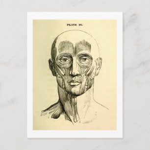 Vintage Anatomy   Muscles of the Face (circa 1852) Postcard