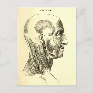 Vintage Anatomy Muscles of the Head (circa 1852) Postcard