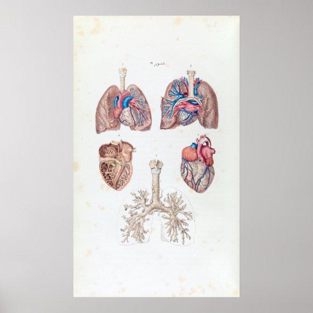 Vintage Anatomy of Human Heart and Lungs Poster (Front)