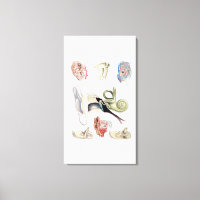 Vintage Anatomy of the Human Ear