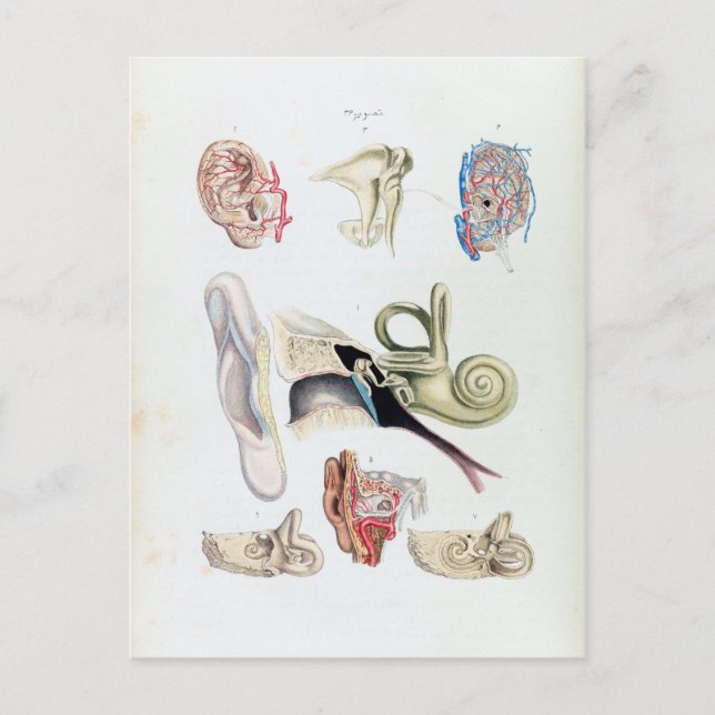 Vintage Anatomy of the Human Ear Postcard (Front)