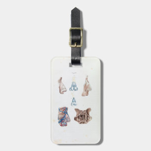 Vintage Anatomy of the Human Nose and Sinuses Luggage Tag