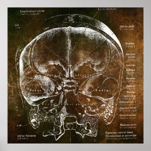 Vintage Anatomy Poster