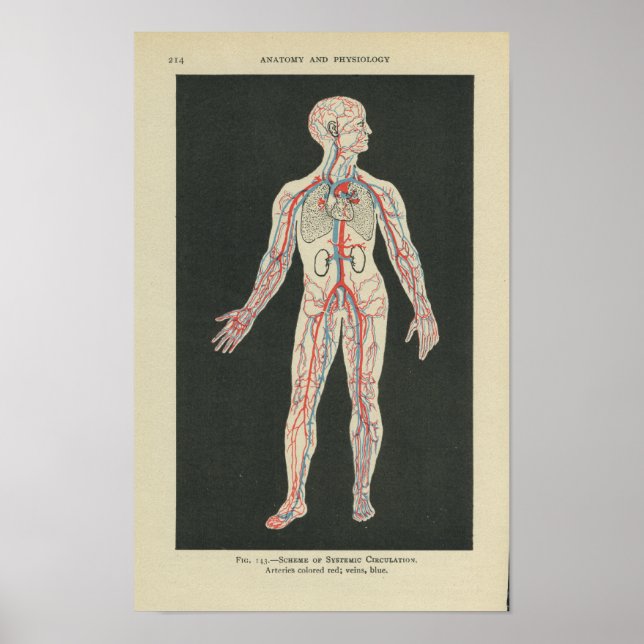 Vintage Anatomy Print Blood Vessels (Front)