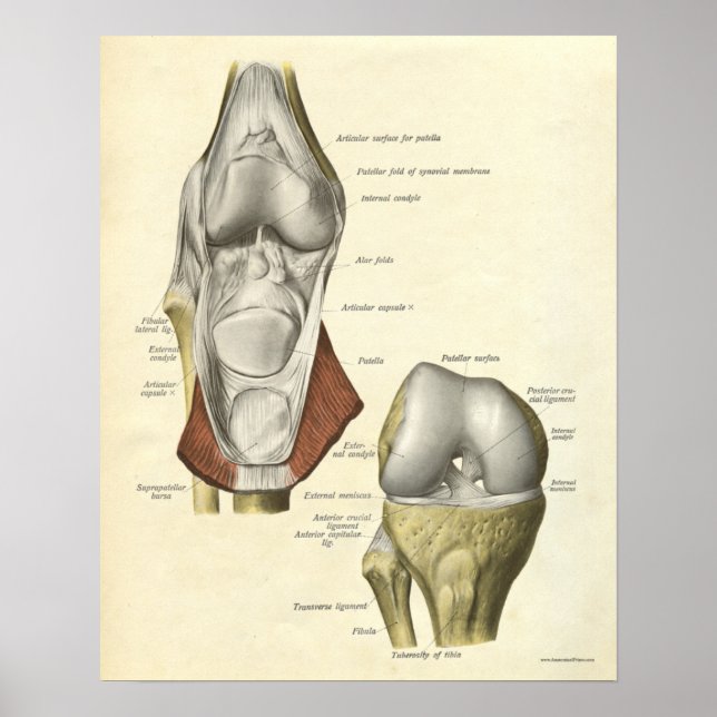 Vintage Anatomy Print Bones Knee (Front)
