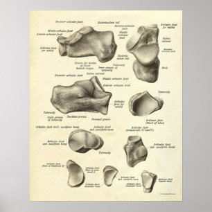 Vintage Anatomy Print Bones of Foot