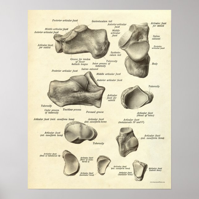 Vintage Anatomy Print Bones of Foot (Front)