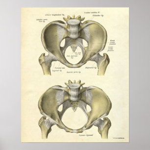 Vintage Anatomy Print Bones Pelvis