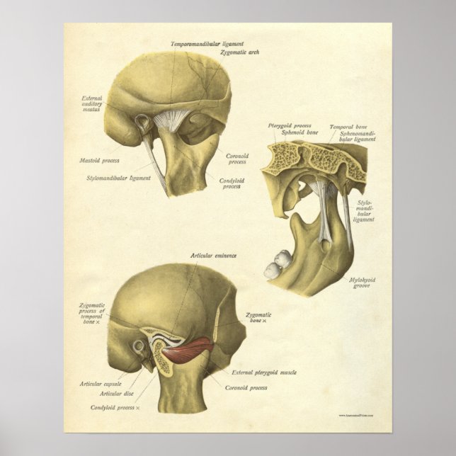Vintage Anatomy Print Bones TMJ Joint (Front)